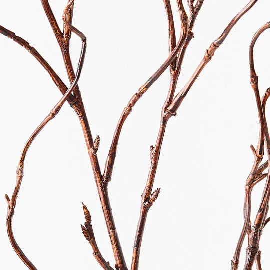 Twig curly willow