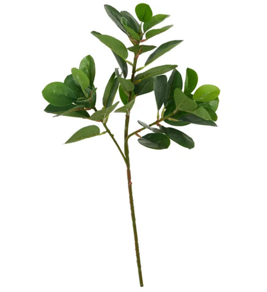 Ficus Elastica Stem